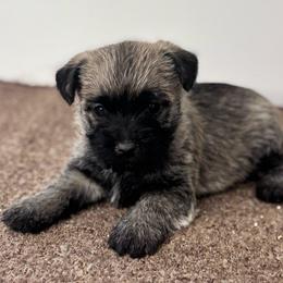 Macee - Cream female Cairn Terrier puppy in Mountain Grove, Missouri from CreekTop