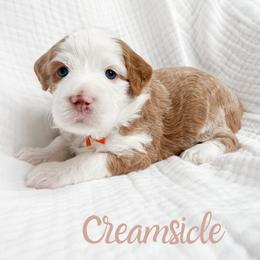 Creamsicle - Red female Bernedoodle puppy in South Jordan, Utah from Wonderful World Doodles