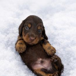 Bronco - Chocolate and tan male Dachshund puppy in Alexander, North Dakota from Wild Rose Ridge Doxies