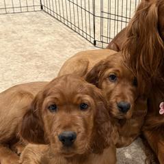 Irish Setters from McClellan Setters