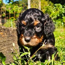 Ghost - Black and tan male Gordon Setter puppy in Holmen, Wisconsin from Joy Hahn
