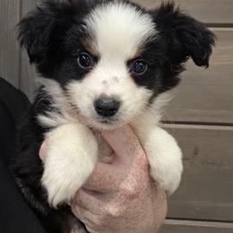 Lucy - Black tri female Miniature American Shepherd puppy in Delta, Ohio from Sunrise Miniature American Shepherds