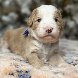 Dark blue-nick - Red male Bernedoodle puppy in Yuciapa, California from AlltheDoodlez_