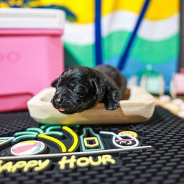 Stag (Green Collar) - Black male Labrador Retriever puppy in Green Lake, Wisconsin from Breezy Retrievers