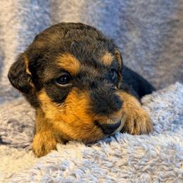 Baby Girl Green - Black and tan female Airedale Terrier puppy in Mooresville, North Carolina from Farm 55