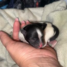Nutmeg- Possible Sable Parti - Tri-colored female Pomeranian puppy in Saint Ignatius, Montana from Pomeranians Montana