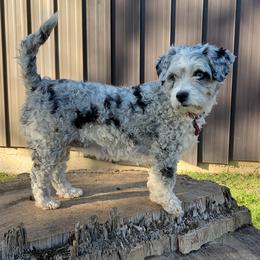 Kiwi - Aussiedoodle