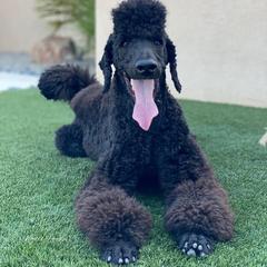 Poodle All Grown Up from Watts Poodles