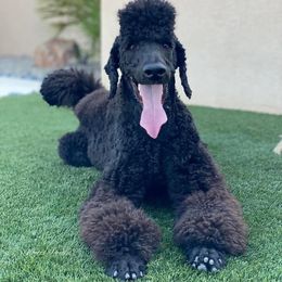 Poodle All Grown Up from Watts Poodles