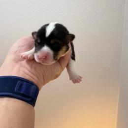 Cj boy 2 - Black and tan male Pembroke Welsh Corgi puppy in Dickinson, Texas from Gulf Coast Corgis