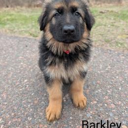 German Shepherd Puppies from League of Shepherds