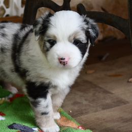 Miniature Australian Shepherd Puppies from Eldorado Ranch Mini Aussies