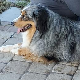 Dex - Australian Shepherd