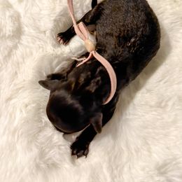 Goldendoodle Puppies from Desert Paws Doodles