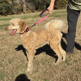 Robin (orange collar) - Apricot male Poodle puppy in Greensboro, North Carolina from Joyful Poodles