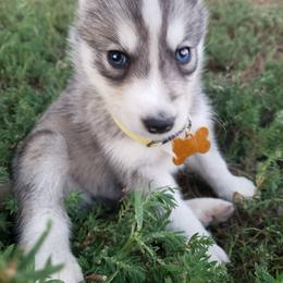 German Shepherd and Siberian Husky Puppies from Sininger Lagoon