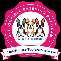Boston Terrier Puppies from Lola’s House of Bostons & Rescue