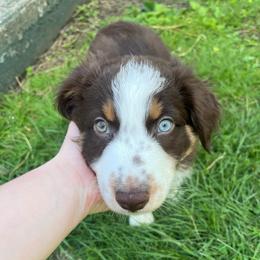 Thorn - Red tri-color male Australian Shepherd puppy in Rochester, Pennsylvania from Aussie Odyssey