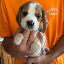 Sam - Black white and tan male Beagle puppy in Rockwell, North Carolina from Knockhill Beagles