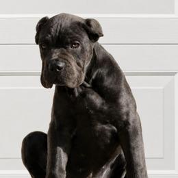 Female 2 - Gray female Cane Corso puppy in California from Donato Kennels