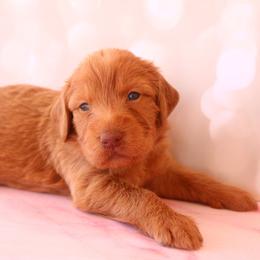 Girl 3 - Caramel female Labradoodle puppy in Apache Junction, Arizona from Loving Doodle