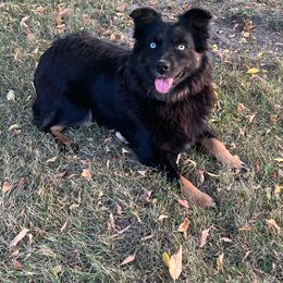 Rogue - Miniature Australian Shepherd