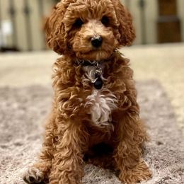 Goldendoodles from WDoodles