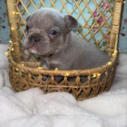 Boy 2 - Tricolors male French Bulldog puppy in Minco, Oklahoma from Findley’s Furbabies