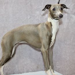 Brie - Italian Greyhound