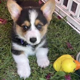 Pembroke Welsh Corgi Puppies from Holly's Pembroke Welsh Corgis