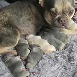 French Bulldog puppies from Californiadreamyshihtzus