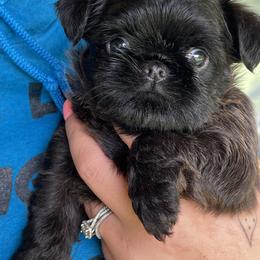 Black - Black male Brussels Griffon puppy in Grove, Oklahoma from Critter918