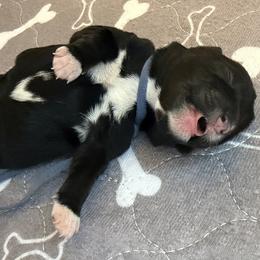 Light Blue - Black female Schnoodle puppy in Saint Augustine, Florida from Gunnie Luv, LLC