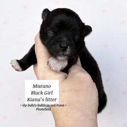 Murano - Black female Pomeranian puppy in Inola, Oklahoma from My Bella’s Pomeranians