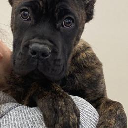 Brindle Two - Chestnut brindle male Cane Corso puppy in Rock Creek, Ohio from Sacred Mission