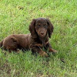Whiskey - has BLUE on one eye - Chocolate male Dachshund puppy in Fort Worth, Texas from Louis' Litters