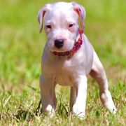Orange - White Dogo Argentino puppy in Powder Springs, Georgia from Primo Kennels