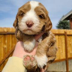 Bernedoodle and Double Doodle Puppies from Cloud Nine Doodles