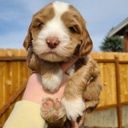 Bernedoodle and Double Doodle Puppies from Cloud Nine Doodles