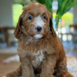 Noel - Apricot female Goldendoodle puppy in Yuciapa, California from AlltheDoodlez_
