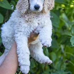 Poodle Puppies from Devin’s Purple Poodles