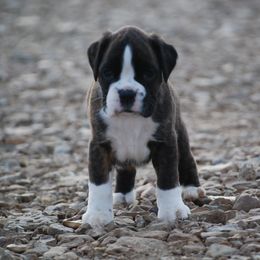 Boxer and Cane Corso Puppies from Soaring Royalty Canines LLC