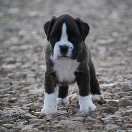 Boxer and Cane Corso Puppies from Soaring Royalty Canines LLC