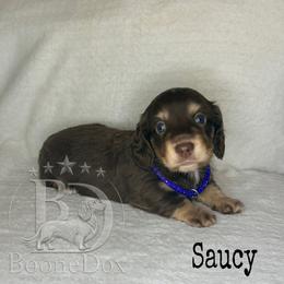 Saucy - Chocolate and cream male Dachshund puppy in Lexington, Oklahoma from BooneDox Miniature Dachshunds