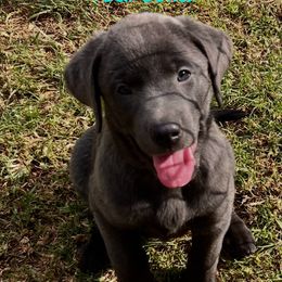 Dilute Retriever and Labrador Retriever Puppies from Silver Labrador of Southern California