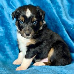 Yellow collar - Black tri-color female Aussiedoodle puppy in 32046, Florida from River Hill Ranch