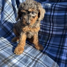 Beau - Merle male Goldendoodle puppy in Austin, Texas from Doodles of Central Texas