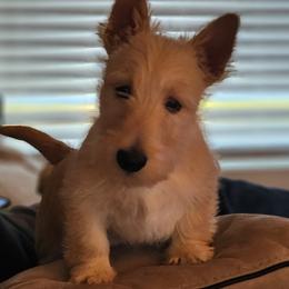 Scottish Terrier Puppies from Schulte's  Scottish Terriers