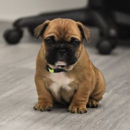 French Bulldog Puppies from Bullish Pride