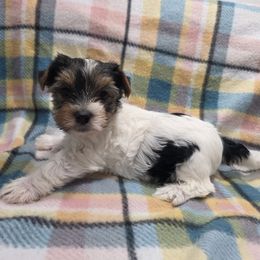 Parti M - Parti male Yorkshire Terrier puppy in Lakeland, Florida from You Me & The Yorkies